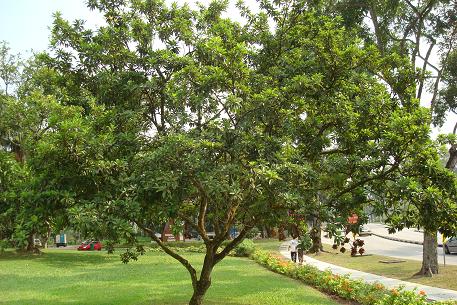 ساپودیلا - معرفی درختان میوه